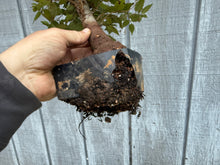 Load image into Gallery viewer, Zelkova, Japanese Grey Bark Elm #16