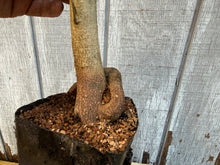 Load image into Gallery viewer, Trident Maple #7