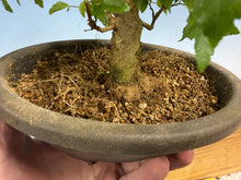 Load image into Gallery viewer, Trident Maple 022