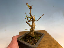 Load image into Gallery viewer, Trident Maple 004