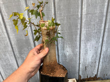 Load image into Gallery viewer, Trident Maple #43