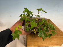 Load image into Gallery viewer, Trident Maple 017