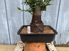 Load image into Gallery viewer, Zelkova, Japanese Grey Bark Elm #17