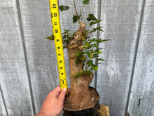 Load image into Gallery viewer, Trident Maple #42