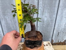 Load image into Gallery viewer, Zelkova, Japanese Grey Bark Elm #15