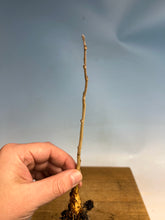 Load image into Gallery viewer, Chinese Blue Wisteria Bare Root