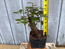 Load image into Gallery viewer, Zelkova, Japanese Grey Bark Elm #19