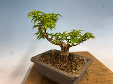 Load image into Gallery viewer, Shishigashira Japanese Maple 017