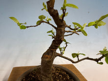 Load image into Gallery viewer, Chinese Quince 010