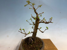 Load image into Gallery viewer, Chinese Quince 002