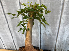 Load image into Gallery viewer, Trident Maple #16