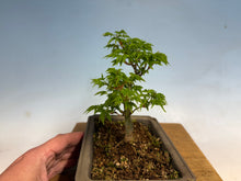 Load image into Gallery viewer, Shishigashira Japanese Maple 012