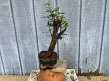 Load image into Gallery viewer, Chinese Quince #10