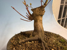 Load image into Gallery viewer, Japanese Maple 001