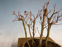 Load image into Gallery viewer, Japanese Maple Forest-Koyo pot-001