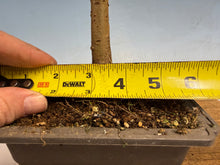Load image into Gallery viewer, Zelkova, Japanese Grey Bark Elm 002