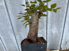 Load image into Gallery viewer, Zelkova, Japanese Grey Bark Elm #19