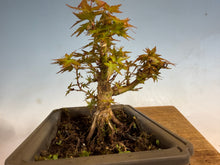 Load image into Gallery viewer, Kotohime Japanese Maple-010