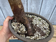 Load image into Gallery viewer, Zelkova, Japanese Grey Bark Elm #21
