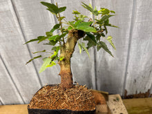 Load image into Gallery viewer, Trident Maple #14