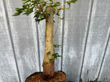 Load image into Gallery viewer, Trident Maple #22