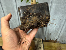 Load image into Gallery viewer, Trident Maple #15