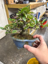 Load image into Gallery viewer, Pourthiaea Villosa, Kamatuka, Christmas Berry