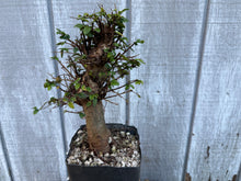 Load image into Gallery viewer, Chinese Elm #4