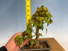 Load image into Gallery viewer, Trident Maple 019