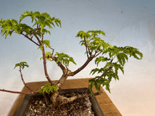 Load image into Gallery viewer, Shishigashira Japanese Maple 016