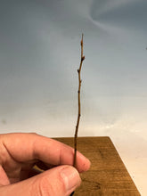 Load image into Gallery viewer, Korean Hornbeam Bare Root- Standard 3-5”