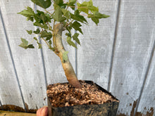 Load image into Gallery viewer, Trident Maple #2