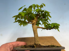 Load image into Gallery viewer, Trident Maple 012