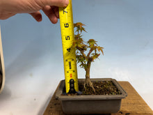 Load image into Gallery viewer, Kotohime Japanese Maple-008