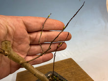 Load image into Gallery viewer, Japanese Crepe Myrtle-001