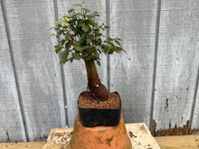 Load image into Gallery viewer, Zelkova, Japanese Grey Bark Elm #11
