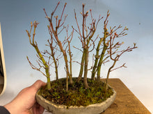 Load image into Gallery viewer, Japanese Maple Forest-Koyo pot-002