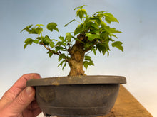 Load image into Gallery viewer, Trident Maple 020
