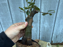 Load image into Gallery viewer, Chinese Quince #6