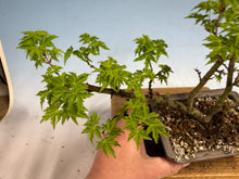 Load image into Gallery viewer, Shishigashira Japanese Maple 011