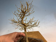 Load image into Gallery viewer, Chinese Hackberry, Celtis 001