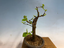 Load image into Gallery viewer, Chinese Quince 007
