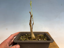 Load image into Gallery viewer, Japanese Wisteria 007