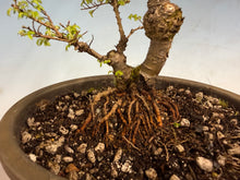 Load image into Gallery viewer, Chinese Elm var. Yatsabusa Cork Bark 002