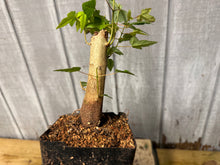 Load image into Gallery viewer, Trident Maple #15