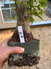 Load image into Gallery viewer, Trident Maple #38