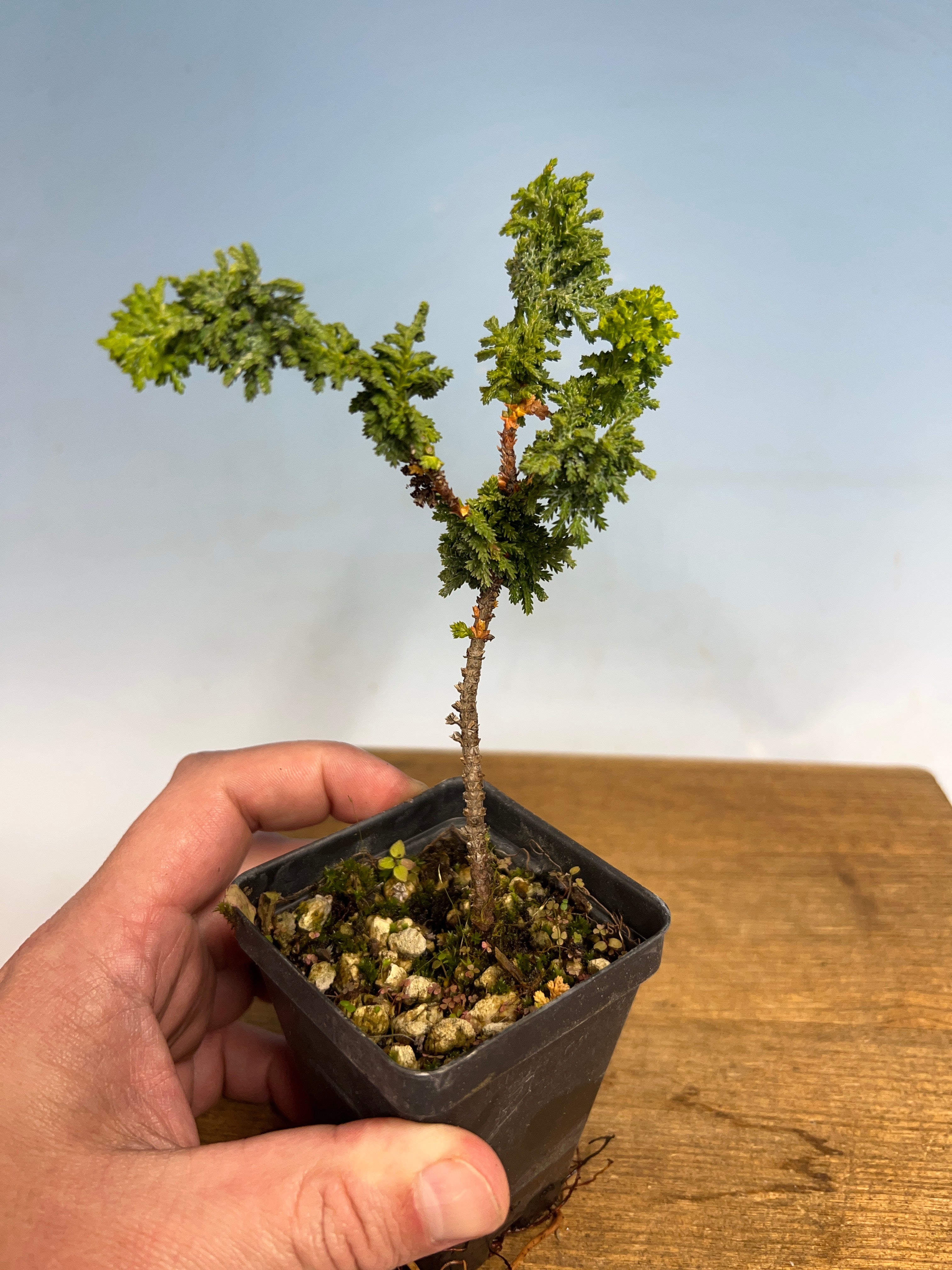 hinoki cypress bonsai Sekka Hinoki Cypress – Kaede Bonsai-en