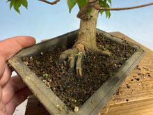 Load image into Gallery viewer, Trident Maple 011