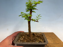 Load image into Gallery viewer, Dawn Redwood 005