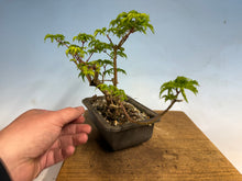 Load image into Gallery viewer, Shishigashira Japanese Maple 016
